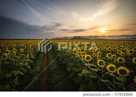 Mashiko sunflower festival Mashiko sunflower festival 57958860