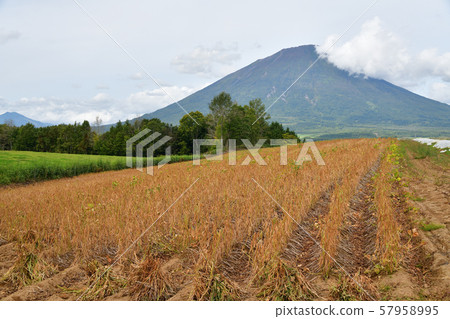 拍攝北海道馬克卡里村紅豆田的景觀 57958995