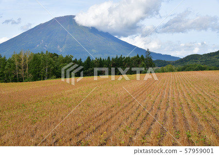 Photographing the landscape of the red bean field that reached fruition in Makkari Village, Hokkaido 57959001