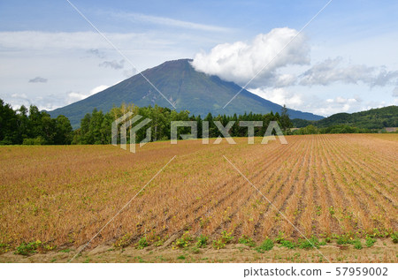 Photographing the landscape of the red bean field that reached fruition in Makkari Village, Hokkaido 57959002
