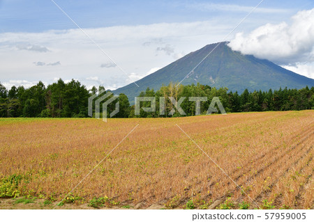 Photographing the landscape of the red bean field that reached fruition in Makkari Village, Hokkaido Photographing the landscape of the red bean field that reached fruition in Makkari Village, Hokkaido 57959005
