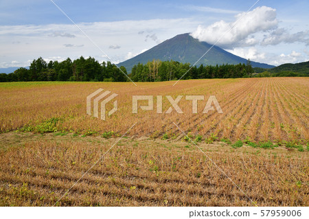 拍攝北海道馬克卡里村紅豆田的景觀 57959006