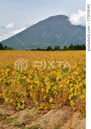 Taking a picture of a soybean field that has been fruitful in Makkari Village, Hokkaido 57959040