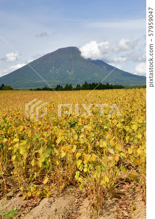 拍攝北海道馬克卡里村碩果累累的大豆田 57959047
