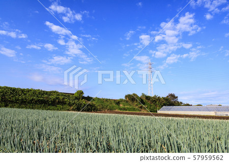 Field (autumn) 57959562