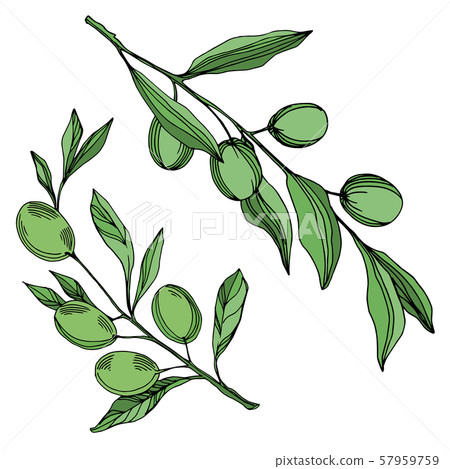 Vector Olive branch with fruit. Black and white... - Stock Illustration ...