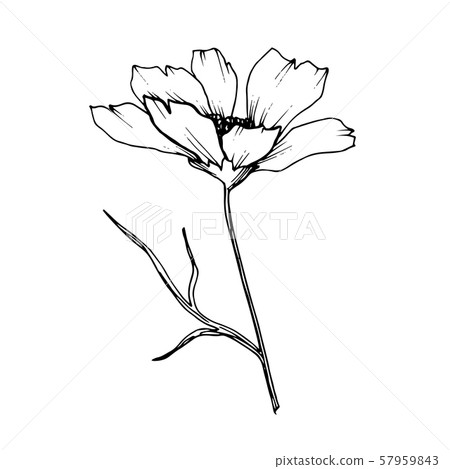 Vector Cosmos floral botanical flowers. Black and white engraved ink art. Isolated cosmea 57959843