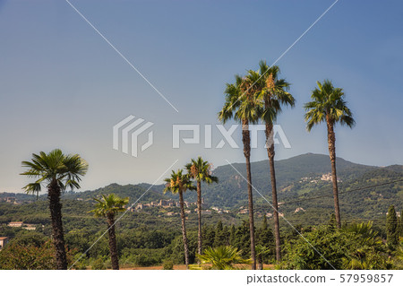 Corsica landscape with palms, France. 57959857