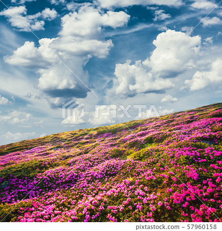 Summer mountains landscape with rhododendron Summer mountains landscape with rhododendron 57960158