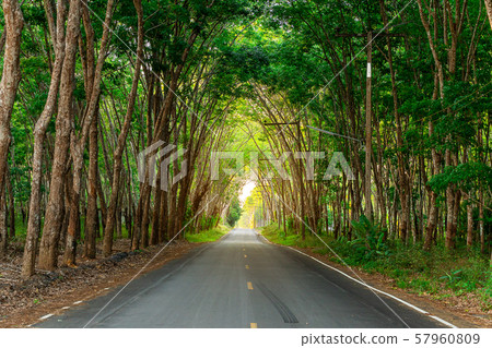 Para rubber tree, latex rubber plantation and tree Para rubber tree, latex rubber plantation and tree 57960809