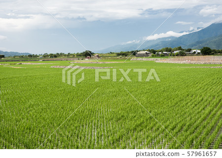 green paddy farm 57961657