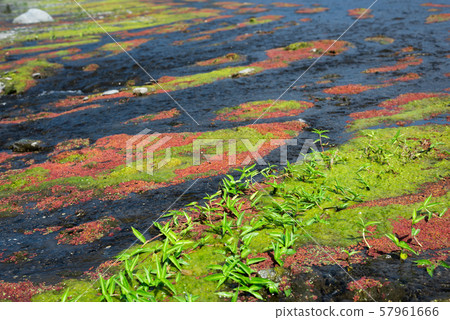 colorful red azolla 57961666