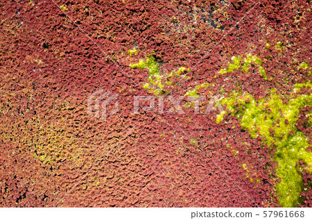 colorful red azolla 57961668