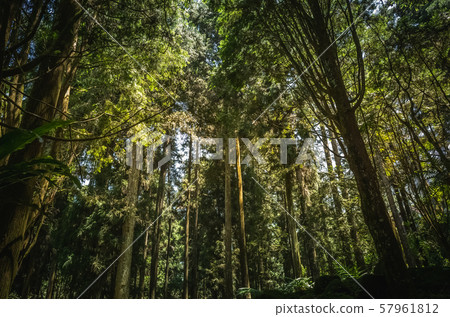 stairs in the forest 57961812