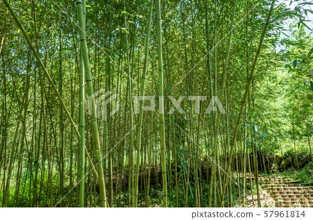 stairs in the forest 57961814