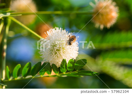 Puff Flower or Calliandra 57962104