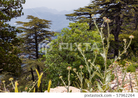 Rocks on hillside lovely landscapes Rocks on hillside lovely landscapes 57962264