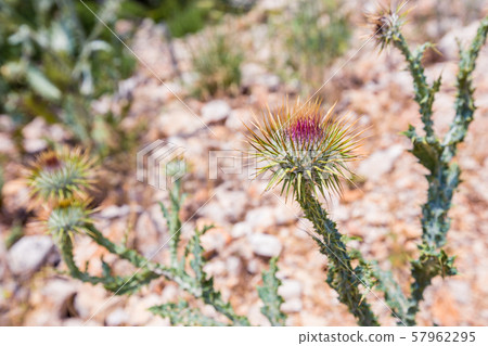 Cirsium vulgare flower 57962295