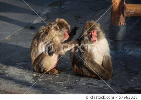 脫毛_函館 57963313