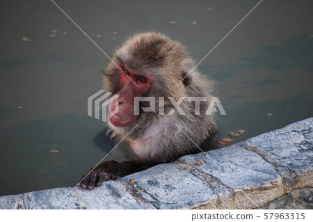 猴子洗澡_函館 57963315