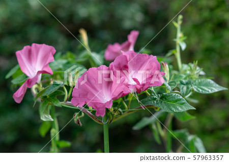 改變牽牛花170 57963357