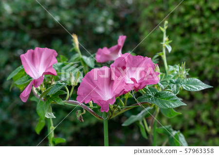 改變牽牛花171 改變牽牛花171 57963358