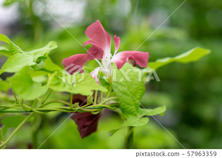 改變牽牛花172 57963359