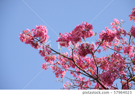 Ipe of Brazil national flower 57964023