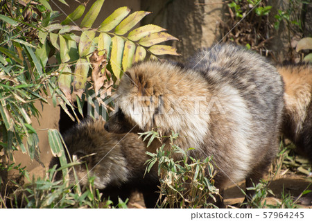 raccoon dog 57964245