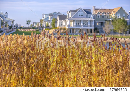 Yellow grasses along Oquirrh Lake against homes 57964733