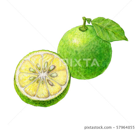 Kabosu hand-painted watercolor Kabosu hand-painted watercolor 57964855