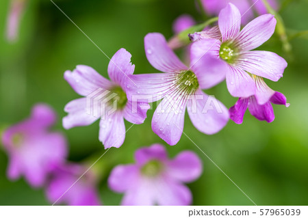 Murasaki Kabaki花 Murasaki Kabaki花 57965039