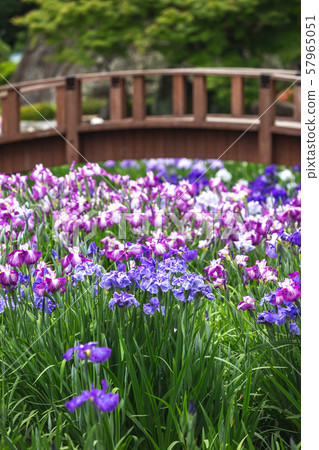 Hanasu @ Omura City Omura Park，長崎縣 57965051