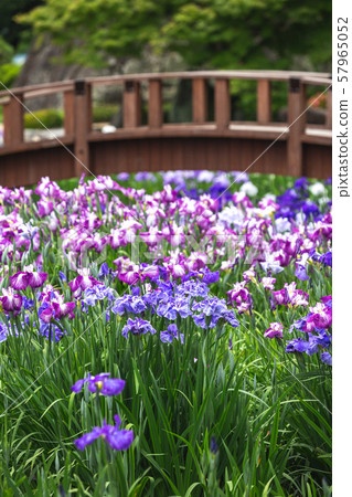 Hanasu @ Omura City Omura Park，長崎縣 57965052