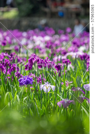 Hanasu @ Omura City Omura Park，長崎縣 57965065