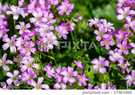 Murasaki Kabaki Flower 57965066