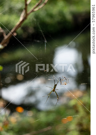Spider web and molting shell Ogawa background b Spider web and molting shell Ogawa background b 57965961