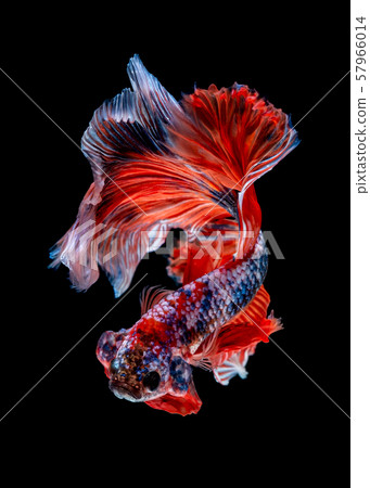 Betta fish  red hellboy in the aquarium  57966014