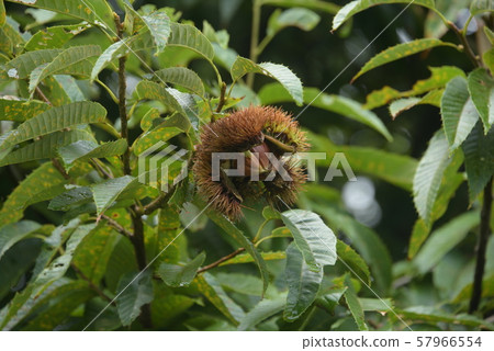 Chestnut fruit Chestnut fruit 57966554