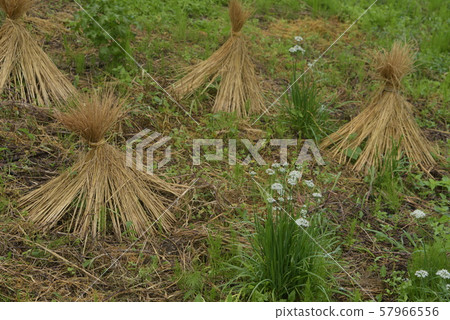 Winter straw wall Winter straw wall 57966556