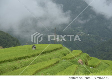 Yahata rice terraces wrapped in drizzle 57966559