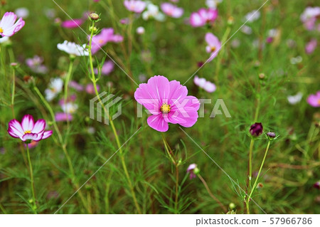 Cosmos Cosmos 57966786