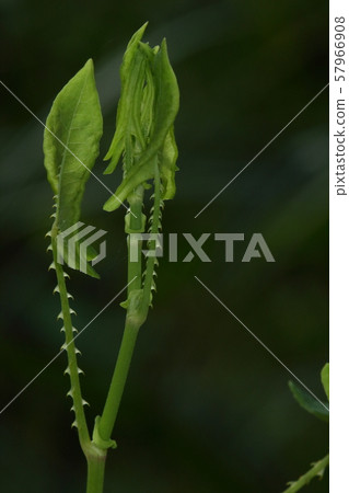 Natural plant Ishikawa, the tip of an extended stem. Hard and sharp reverse thorns as opposed to soft leaves 57966908