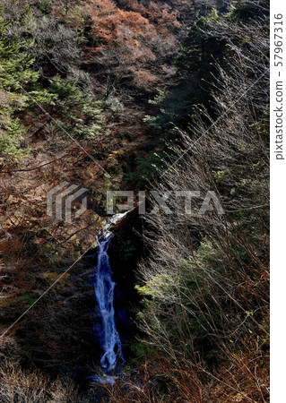 Nishizawa Valley, Okubo Falls, trees shining in backlight 57967316