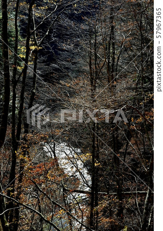 Nishizawa Gorge Remains of autumn leaves and trees shining in backlight 57967365