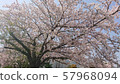Cherry blossom pattern 57968094