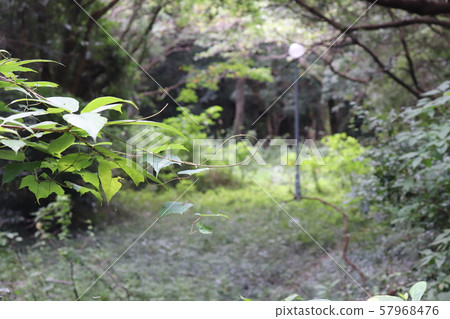 Forest like Narnia Forest like Narnia 57968476