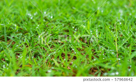 Rain drops of dew on green grass in nature spring Rain drops of dew on green grass in nature spring 57968642