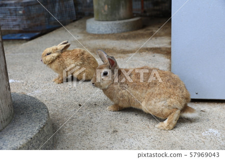 Rabbit Rabbit 57969043