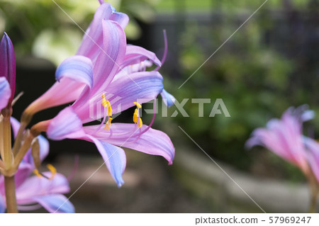 Licorice splengery Licorice splengery 57969247